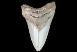 Bargain, Megalodon Tooth - North Carolina #83942-1
